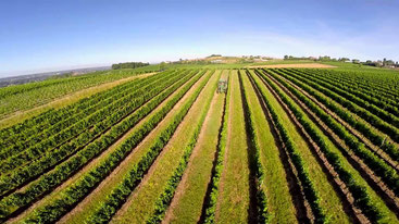 Champ de vignes