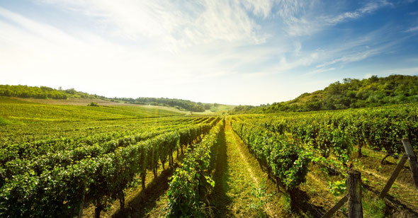 Champ de vignes