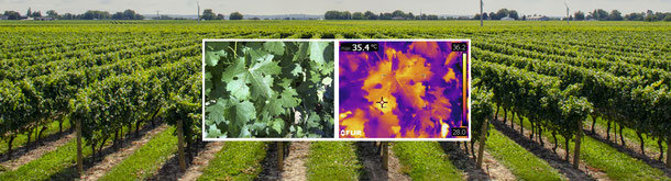 THERMOGRAPHIE VITICULTURE